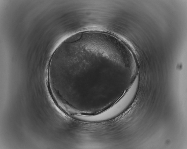 X0000100371383200806131027