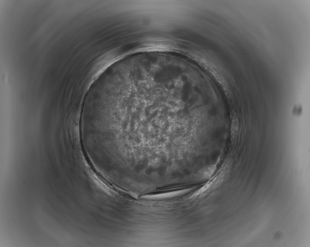 X0000100371417200806131027