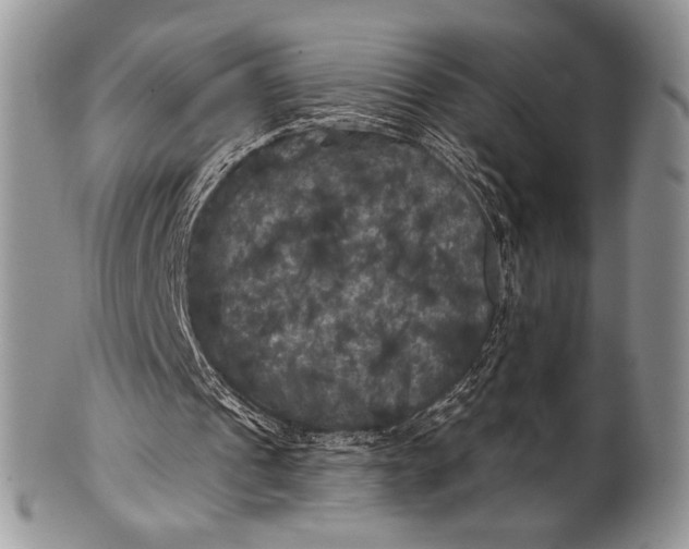 X0000100370241200806201634