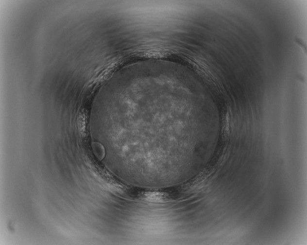 X0000100370268200806201635