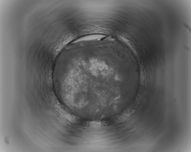 X0000100370394200806201632