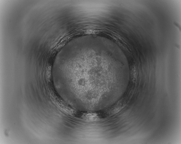 X0000100370554200806201630