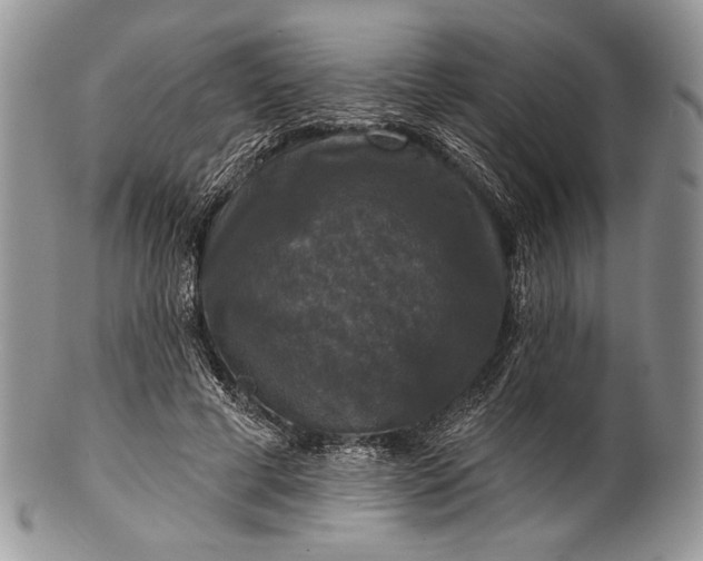 X0000100370593200806201630