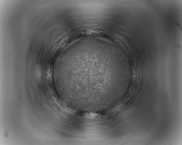 X0000100370607200806201629