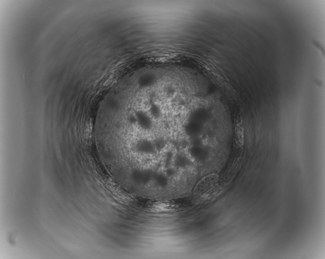 X0000100370657200806201629