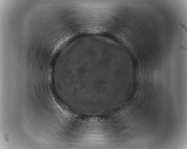 X0000100370736200806201627