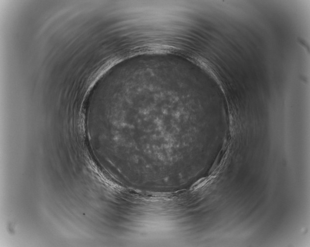 X0000100370835200806201625