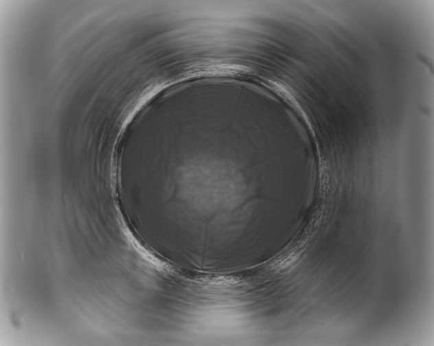 X0000100370851200806201626