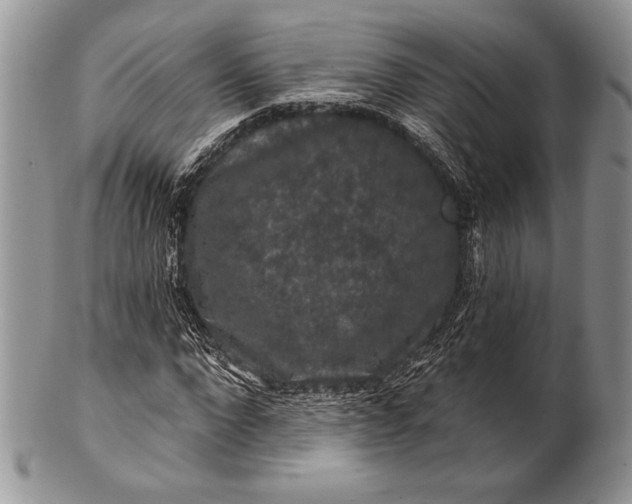 X0000100370872200806201625