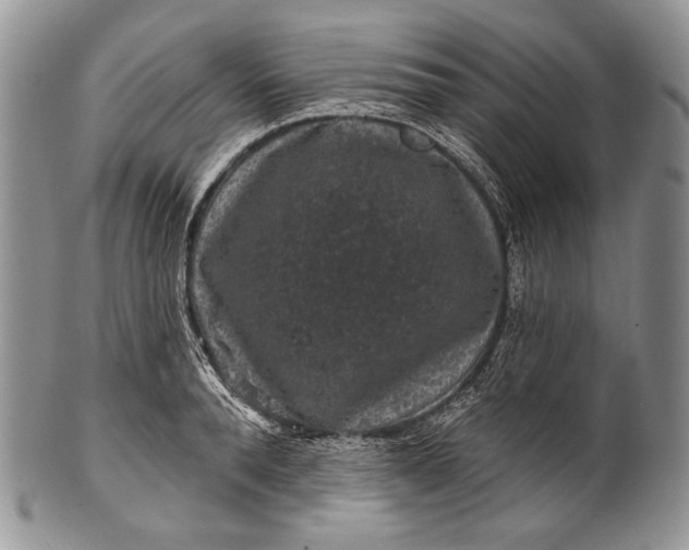 X0000100370896200806201625