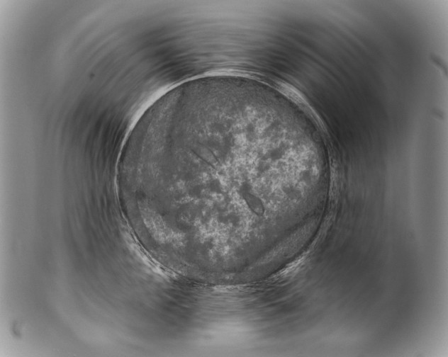 X0000100370908200806201624