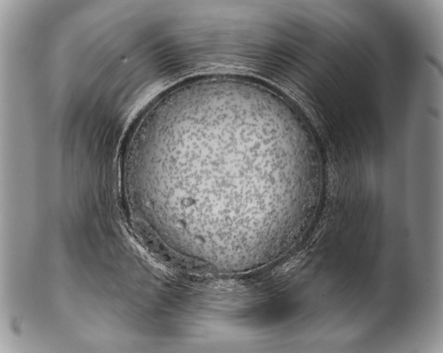 X0000100370982200806201623