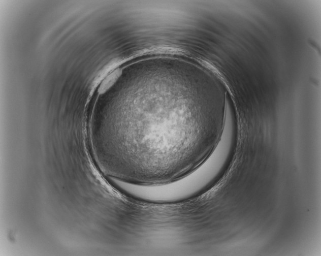 X0000100370989200806201623