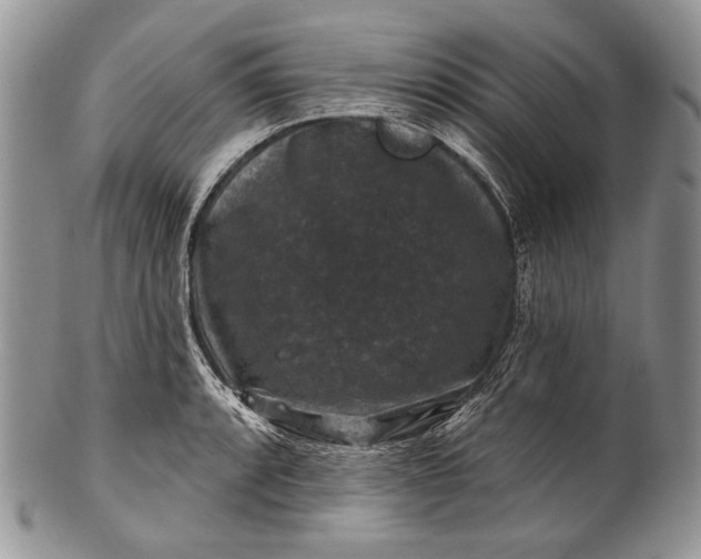 X0000100371088200806201622