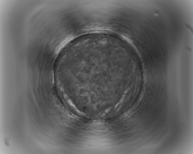 X0000100371267200806201619