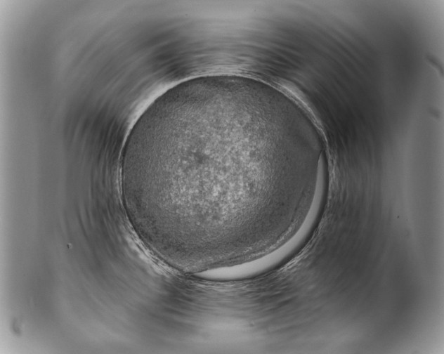 X0000100371340200806201619