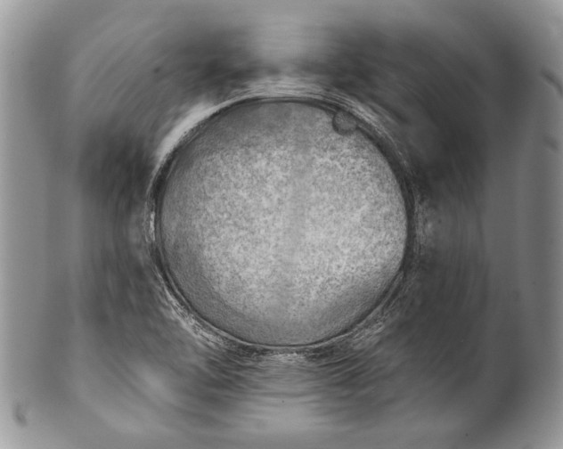 X0000100371462200806201616