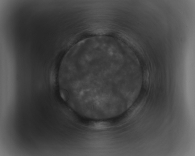 X0000100370268200806271450