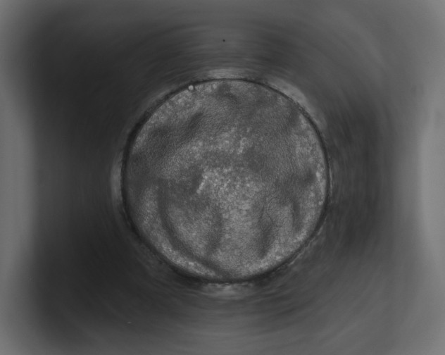 X0000100370297200806271449