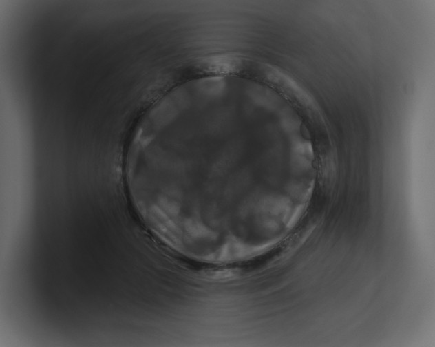 X0000100370553200806271446