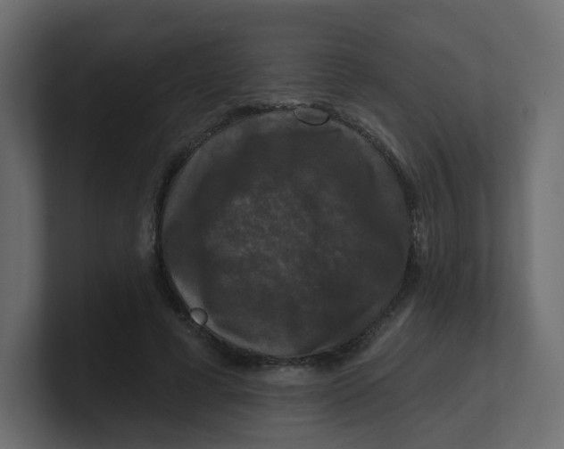 X0000100370593200806271446