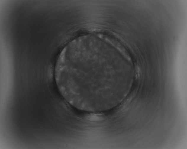 X0000100370664200806271445