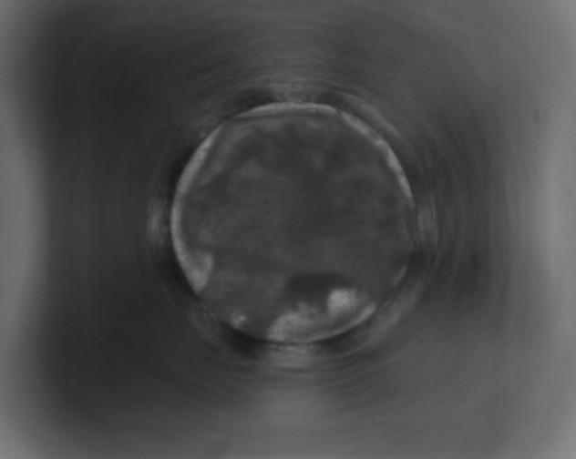 X0000100370671200806271445