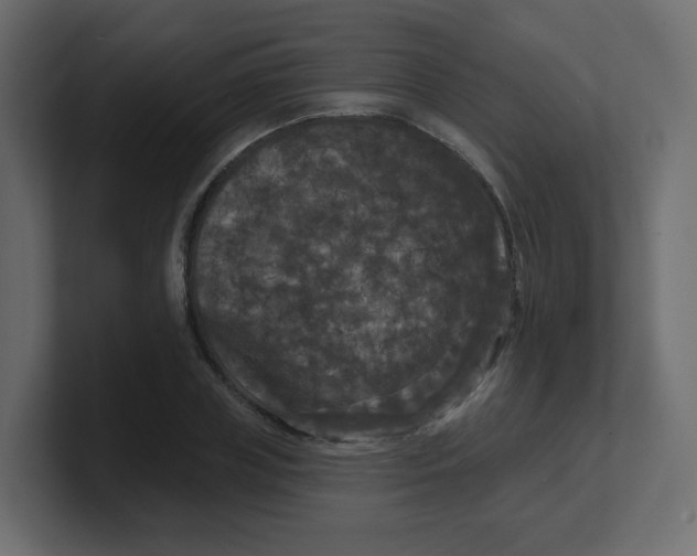 X0000100370835200806271442