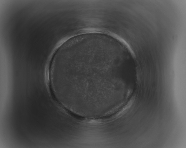 X0000100371365200806271435