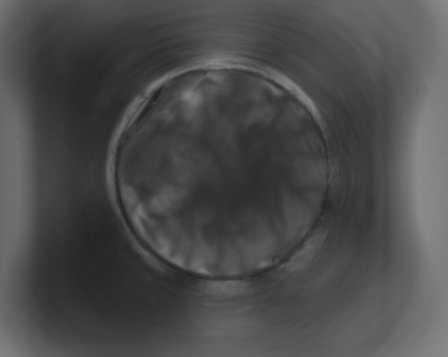 X0000100371429200806271435