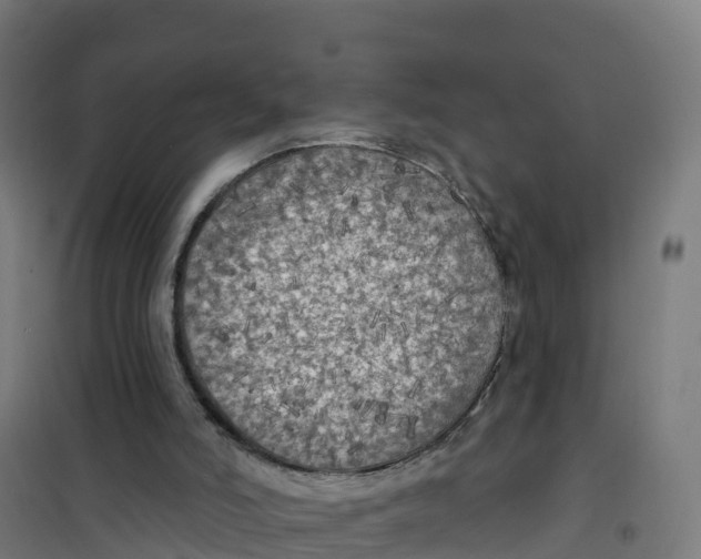 X0000100370006200807031913