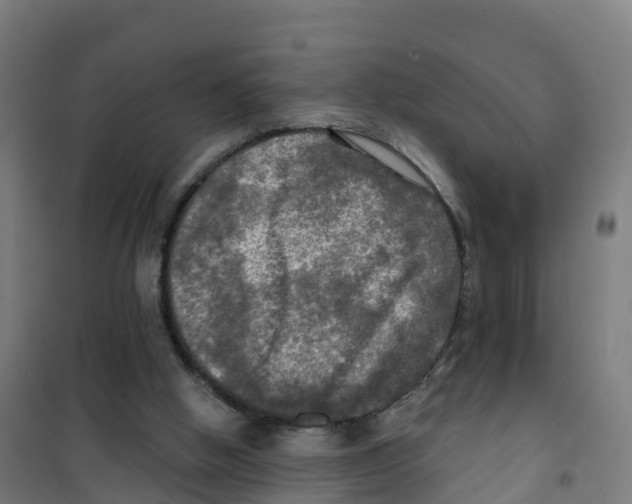 X0000100370058200807031911