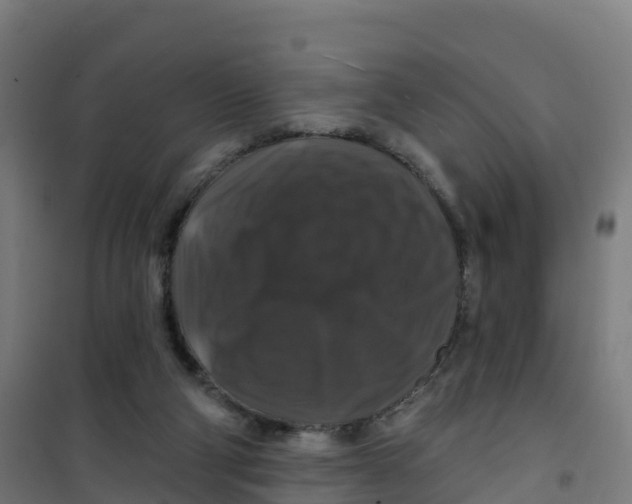 X0000100370114200807031911