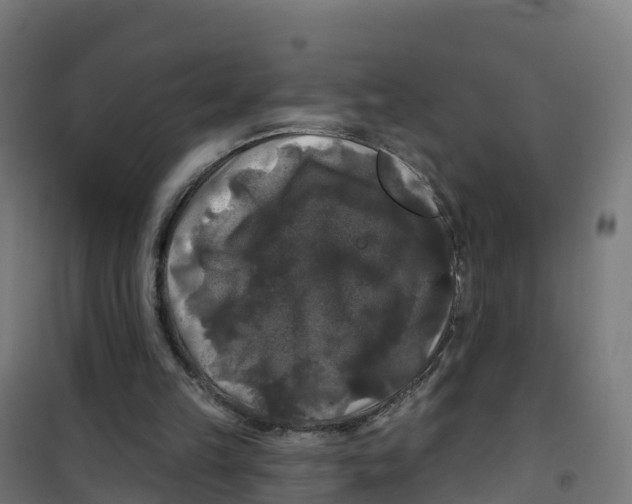 X0000100370149200807031910