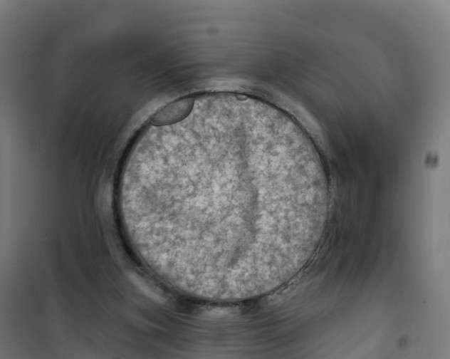 X0000100370155200807031910