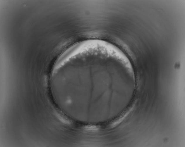 X0000100370161200807031910