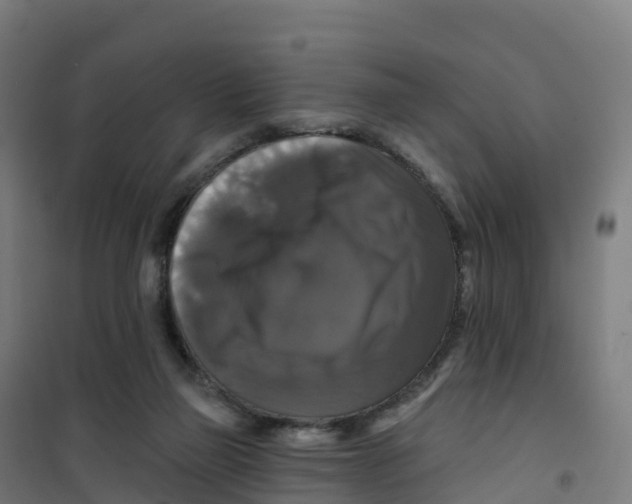 X0000100370165200807031910