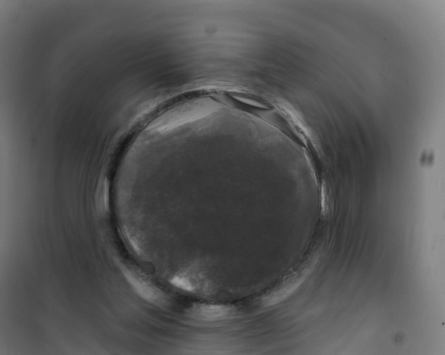 X0000100370205200807031910