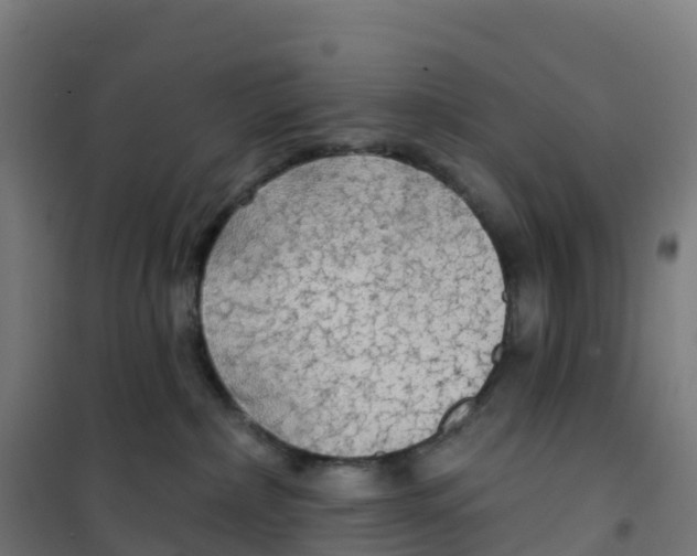 X0000100370236200807031909