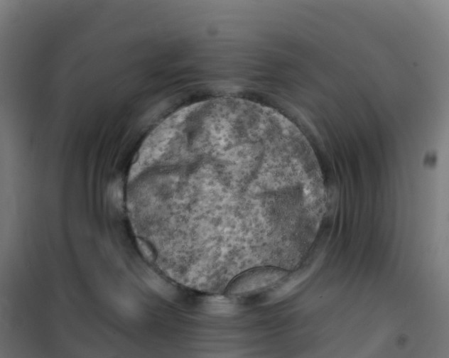 X0000100370238200807031909