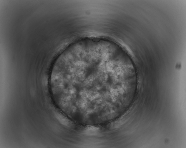 X0000100370257200807031909