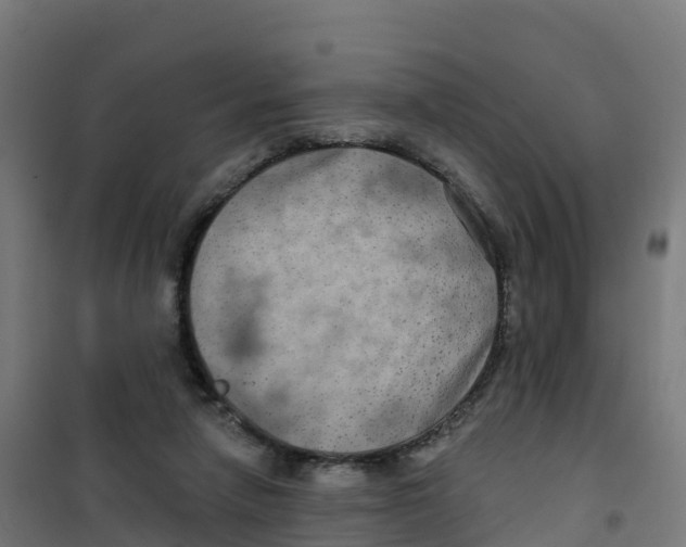 X0000100370258200807031909