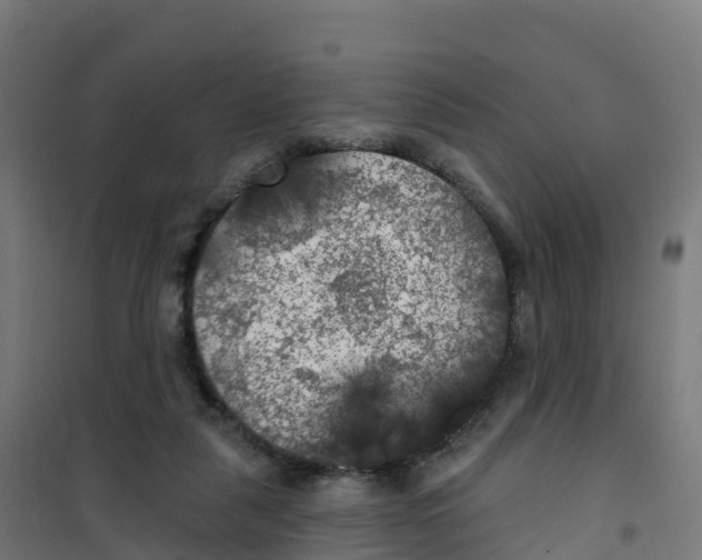 X0000100370259200807031909