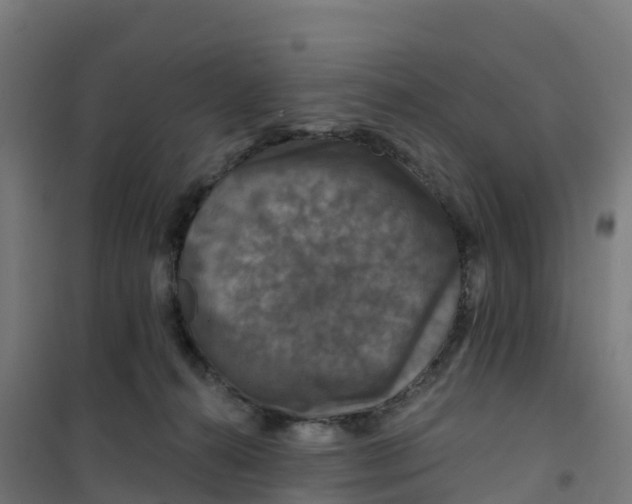 X0000100370272200807031909