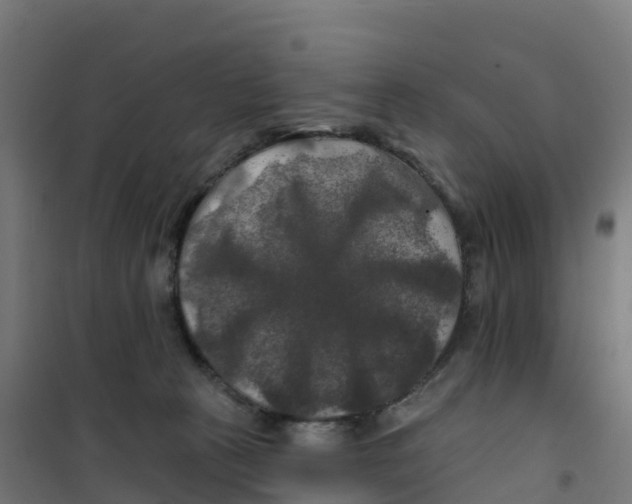 X0000100370273200807031909