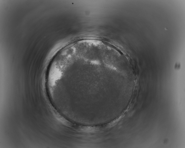 X0000100370293200807031908