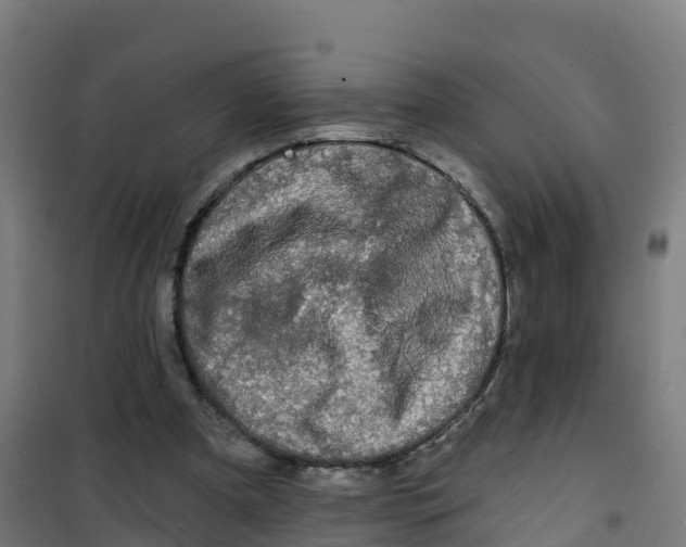 X0000100370297200807031908