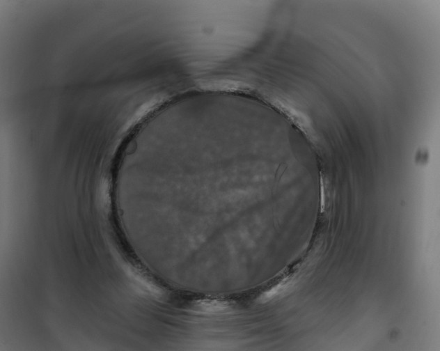 X0000100370300200807031908