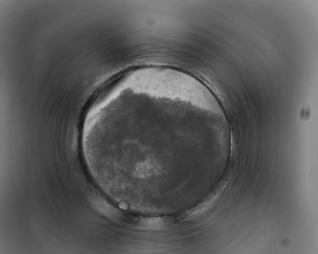 X0000100370301200807031908