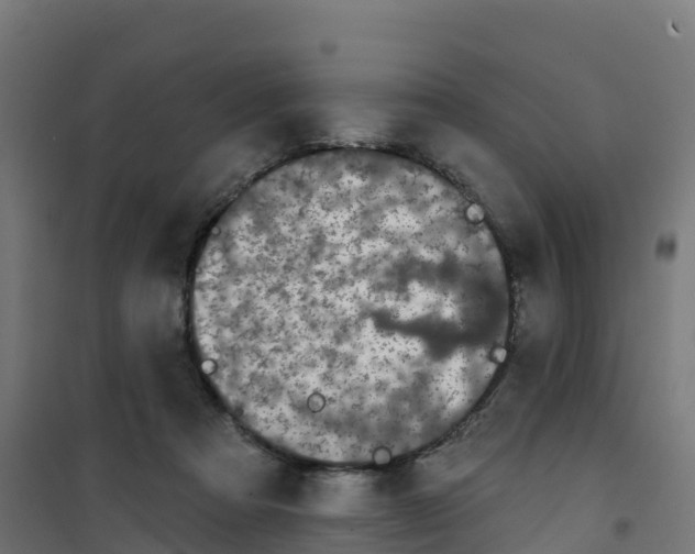 X0000100370313200807031908